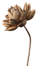 Aesthetic dried flower